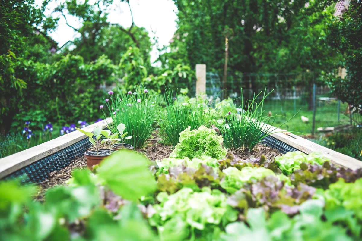 ogródek warzywny przy domu