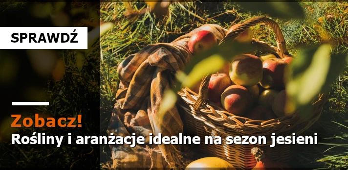 Magia jesiennego ogrodu: rośliny i aranżacje idealne na sezon jesieni