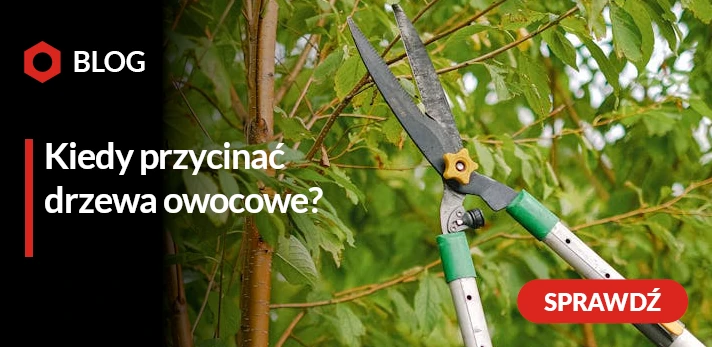 Kiedy przycinać drzewa owocowe? Terminy cięcia drzew owocowych