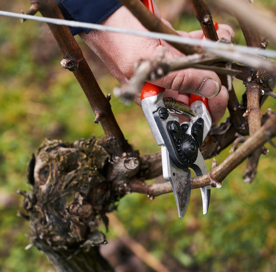 Sekator ręczny FELCO 14 18 cm