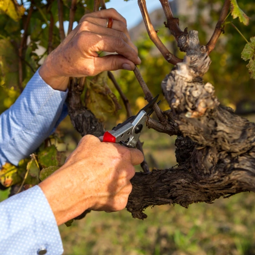 Sekator Felco 6 z kaburą Felco 910 Black
