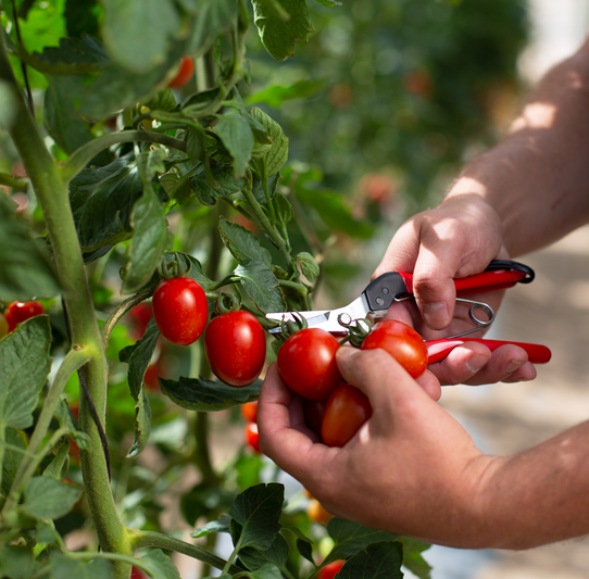 Sekator FELCO 321 18 cm