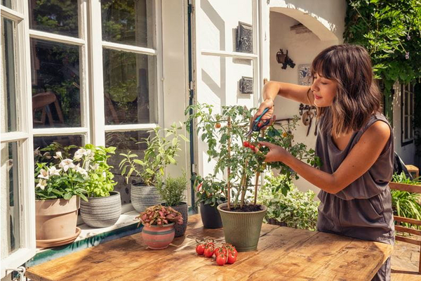 Nożyce Gardena FreshCut 12212-20