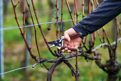 Sekator ręczny FELCO 6 Elite