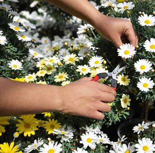 Sekator FELCO 321 18 cm