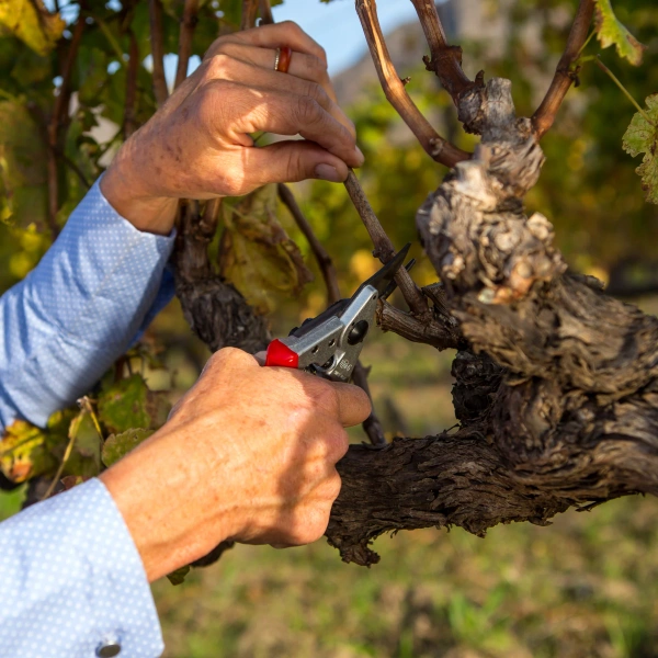 Sekator Felco 6 z kaburą Felco 910 Black