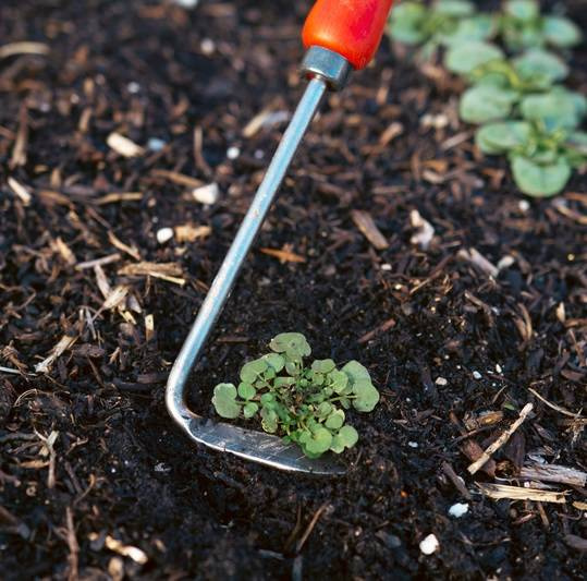 Chwastownik Felco 421