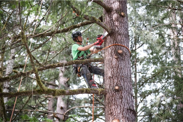 Mini pilarka łańcuchowa Milwaukee M18 FHS20-552