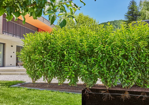 Linia kroplująca do rzędów roślin Gardena 13501-20