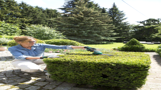 Nożyce do trawy Bosch ISIO 3 (0600833102)