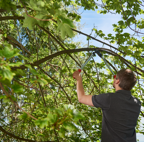 Sekator FELCO 211-50 50 cm