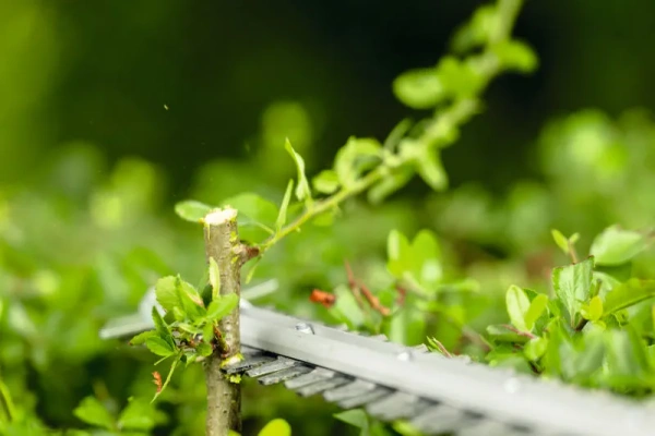 Nożyce do żywopłotu Bosch GHE18V-50FP 06008D5100